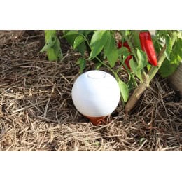 olla a planter