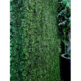 mur végétal artificiel
