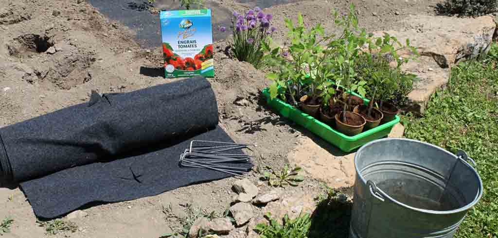 comment planter des tomates