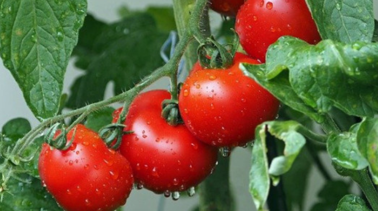 Que faire en août dans son potager ?