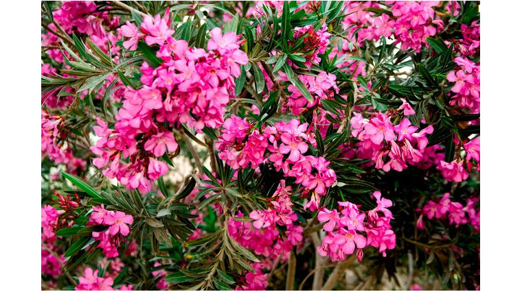 Tout ce que vous devez savoir pour avoir un beau laurier rose cette année