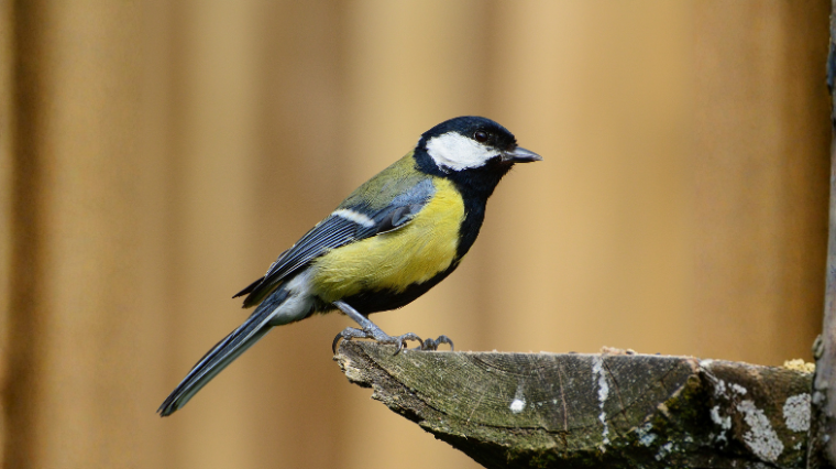 La mésange bleue, le petit oiseau du jardin