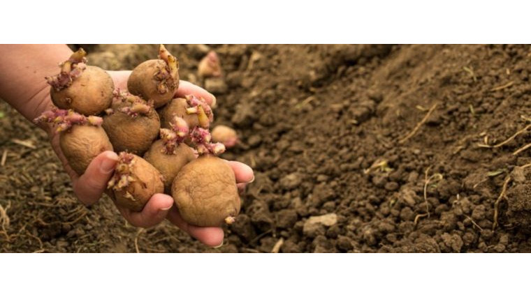 Pommes de terre : ce signe dans votre sol indique si vous pouvez planter dès février