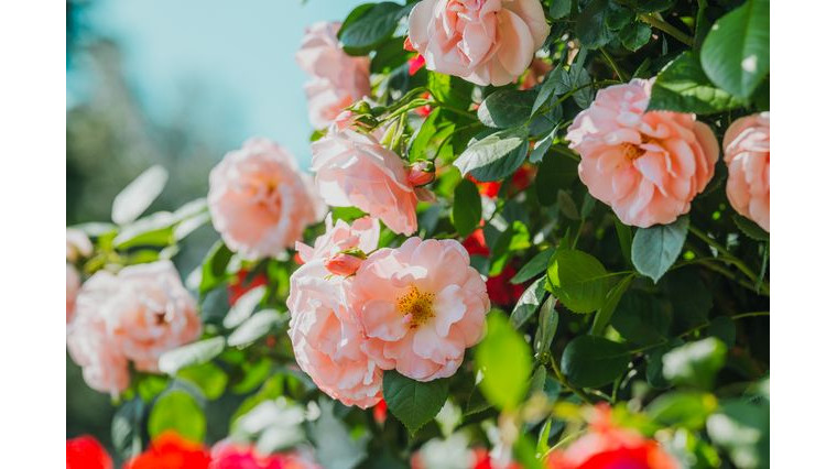 Découvrez cette astuce naturelle pour protéger vos rosiers des pucerons