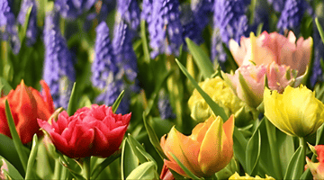 AGENDA DU JARDINIER EN MAI