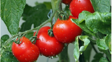 Que faire en août dans son potager ?