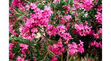 Tout ce que vous devez savoir pour avoir un beau laurier rose cette année