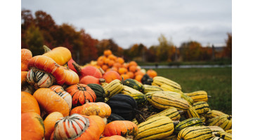 Quand planter les courges ?