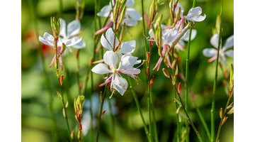 Découvrez cette plante qui fleurit 8 mois consécutifs et demande très peu d'entretien