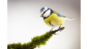 Plantez ces 5 arbustes pour faire revenir mésanges et rouges-gorges dans votre jardin