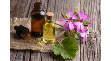 Plantez ces fleurs pour éloigner les moustiques cet été