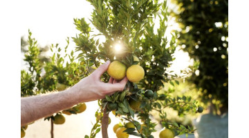 Découvrez comment prendre soin de votre citronnier