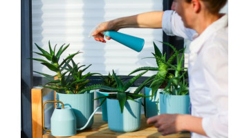 Nos meilleurs conseils pour l'arrosage de vos plantes pendant les vacances