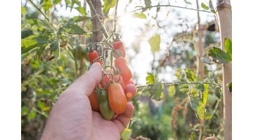 La bonne technique pour faire rougir les dernières tomates !