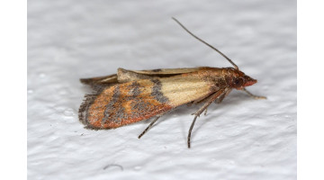 Comment se débarrasser des mites alimentaires ?