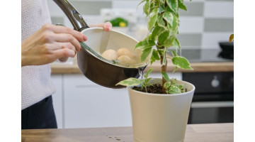 Découvrez cet engrais secret pour récolter encore plus de tomates