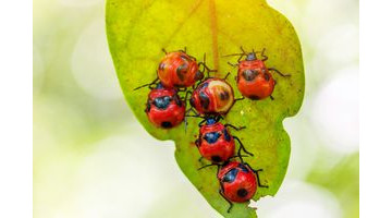 Lutter naturellement contre les parasites du printemps