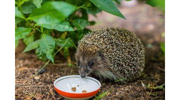 Comment créer un coin de biodiversité dans votre jardin ?