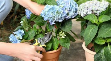 Tailler les hortensias : quand et comment ?
