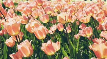 AGENDA DU JARDINIER EN JUIN