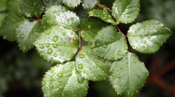 AGENDA DU JARDINIER EN SEPTEMBRE
