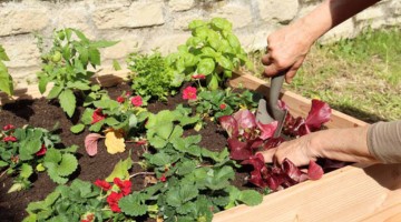Que planter dans un carré potager ?