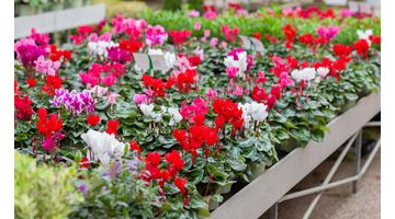 Voici les bulbes à planter maintenant pour un jardin fleuri cet automne