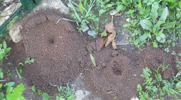 Comment se débarrasser des fourmis au jardin ?