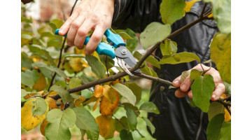 Les 4 gestes essentiels pour prendre soin de vos arbres fruitiers