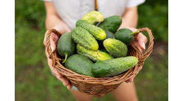 Découvrez le secret pour des concombres parfaits cet été !