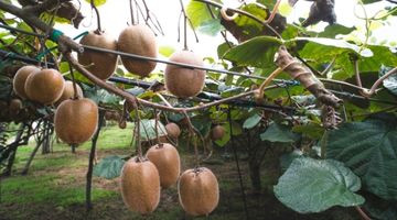 Kiwis : ces règles à respecter pour une récolte abondante