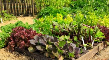 Fin d’automne : 8 légumes à planter au potager pour des récoltes d’hiver généreuses