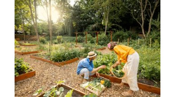 Plantes compagnes : ces associations qui boostent vos récoltes