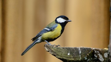 La mésange bleue, le petit oiseau du jardin
