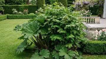 Loi 2026 : ces plantes que vous avez sûrement dans votre jardin sont désormais interdites