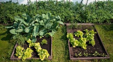 Sauver ses plantes des coups de chaleur : reconnaître et soigner le stress hydrique et les brûlures du soleil