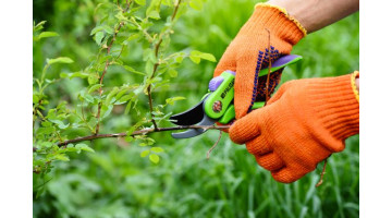 Tous nos conseils pour bien entretenir vos rosiers pour l'automne