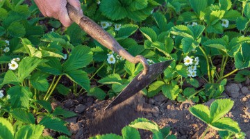 Quel terreau et engrais pour planter des fraisiers ?