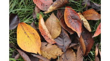 Voici ce que vous pouvez faire des feuilles mortes de votre jardin