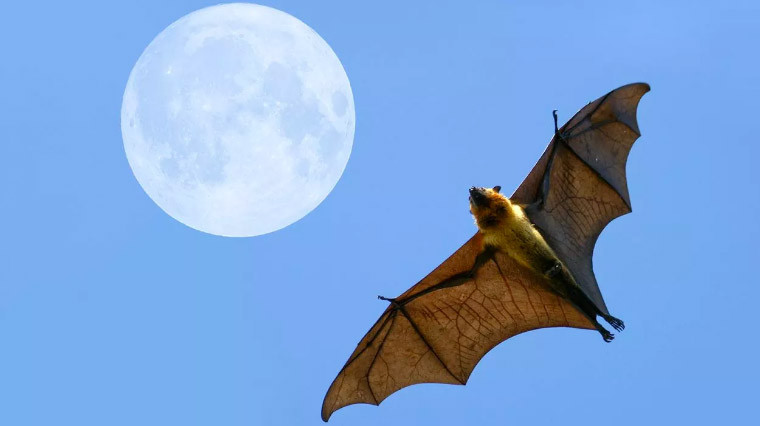 Pourquoi et comment abriter des chauves-souris dans son jardin ?