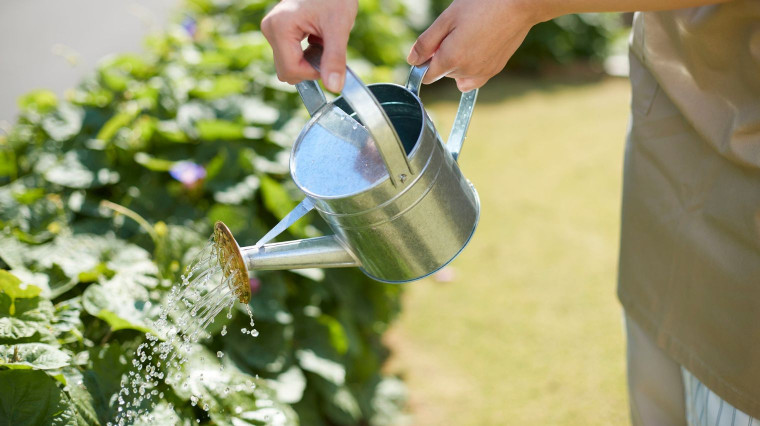 Arroser malin en pleine canicule : les bons gestes pour économiser l'eau
