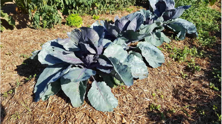 Comment bien débuter la permaculture ?