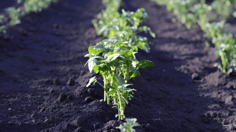 Comment attirer les vers de terre dans son potager ?