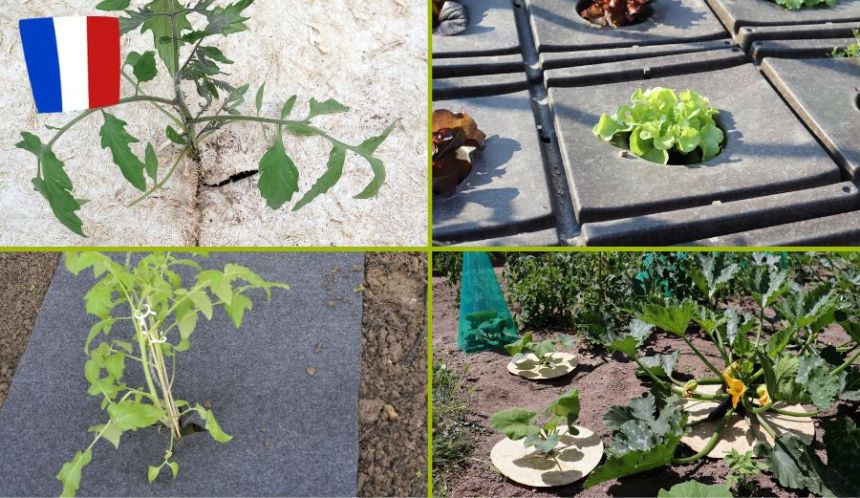 Du paillage pour votre potager !